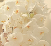 Cream/Ivory