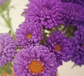 Violet/Purples