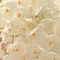Cream/Ivory