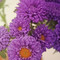Violet/Purples
