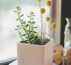 10 Square White Ceramic Planters
