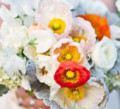 Poppies