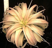 Tillandsia International