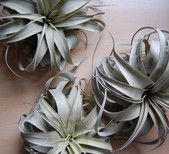 Air Plant Supply Co.
