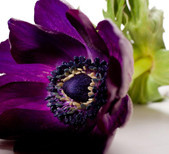 Flower Muse