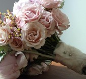 Blooms of Hope
