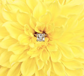 Cardelucci, inc | Photography