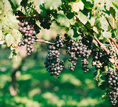 Romantic vineyard wedding