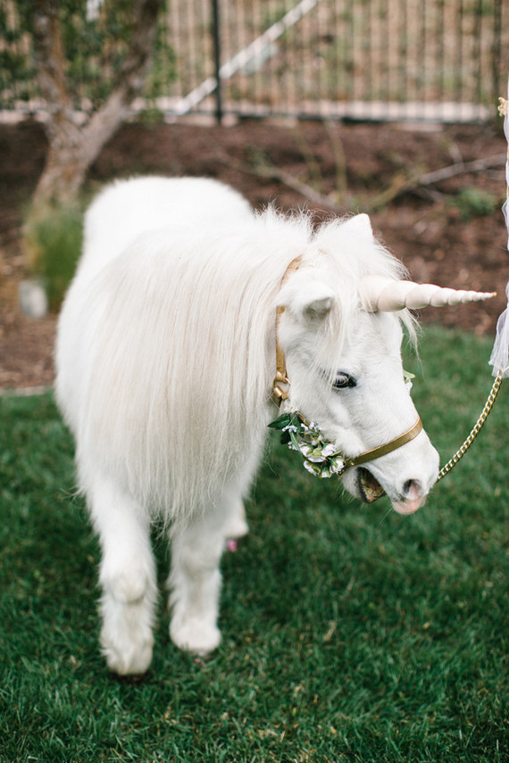 a real unicorn party visitor